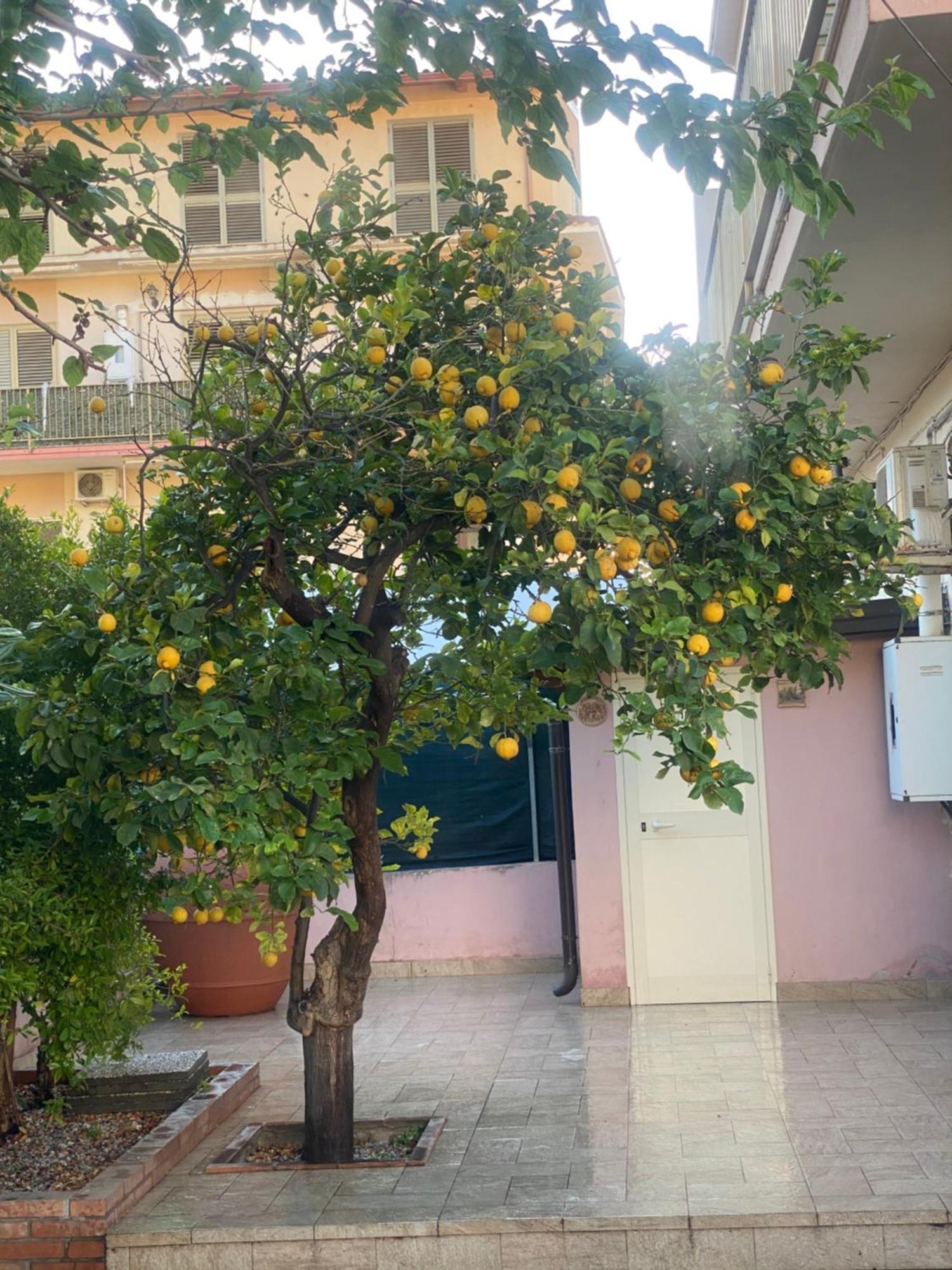L'Albero Di Limoni Sul Mare Di Pizzo Villa Екстериор снимка