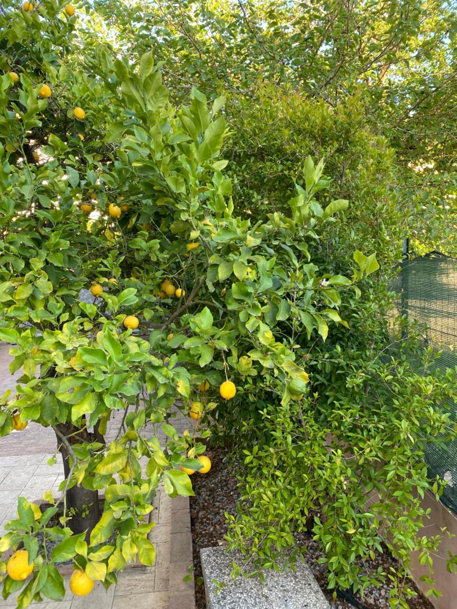 L'Albero Di Limoni Sul Mare Di Pizzo Villa Екстериор снимка
